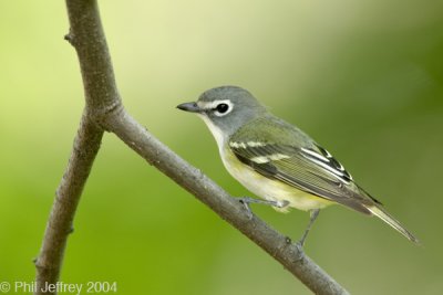 Blue-headed Vireo