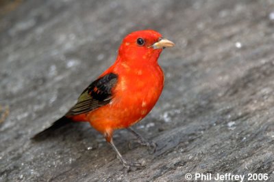 Scarlet Tanager