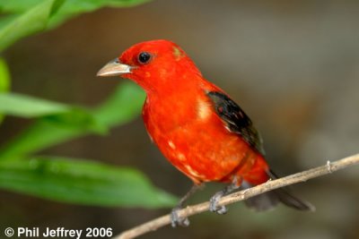 Scarlet Tanager