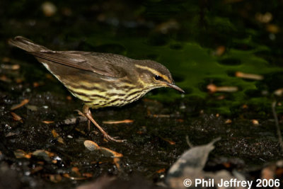Northern Waterthrush