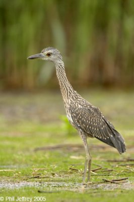Yellow-crowned Night-Heron