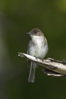Eastern Phoebe