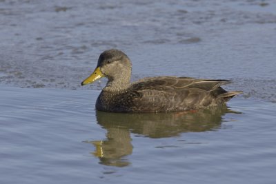 American Black Duck