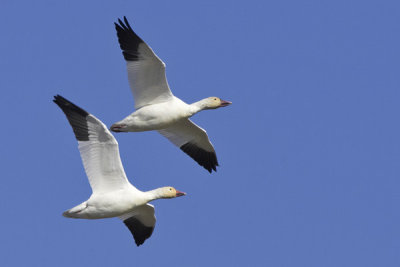 Snow Goose