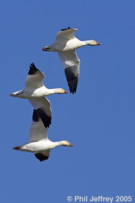 Snow Goose