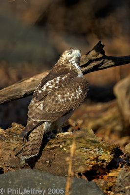 Red-tailed Hawk
