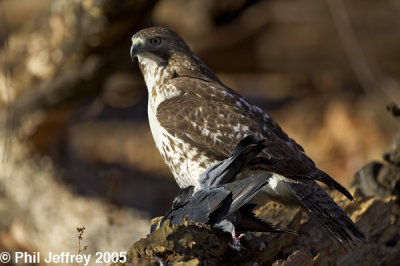 Red-tailed Hawk