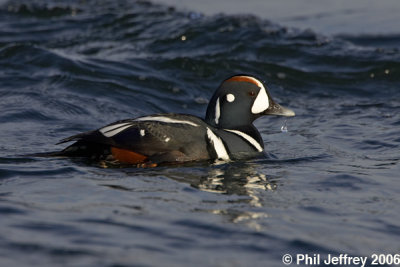 Harlequin Duck