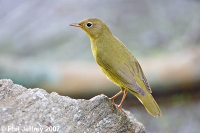 Connecticut Warbler