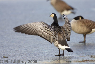 Barnacle Goose