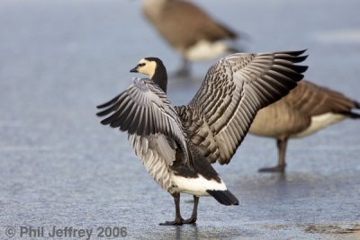 Barnacle Goose