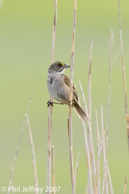 Seaside Sparrow