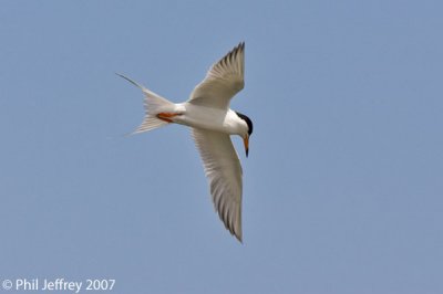 Forster's Tern