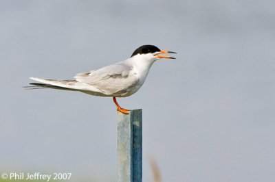 Forster's Tern