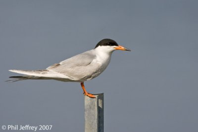 Forster's Tern