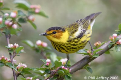 similar Cape May Warblers