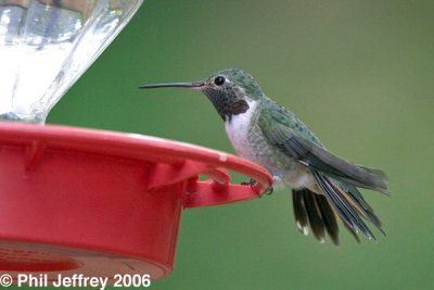 Broad-tailed Hummingbird