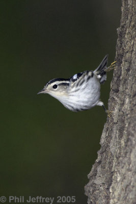 Black-and-white Warbler