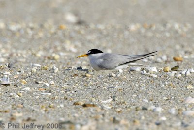 Least Tern