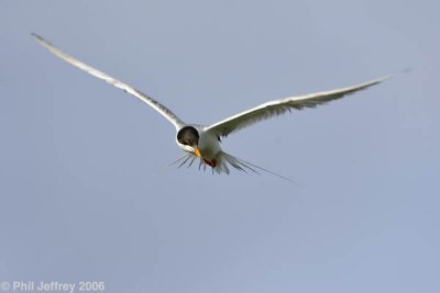 Forster's Tern