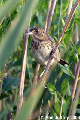 Seaside Sparrow juvenile
