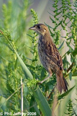 Seaside Sparrow juvenile