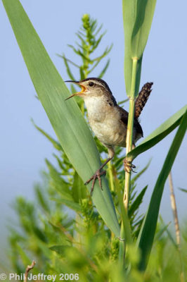 Marsh Wren