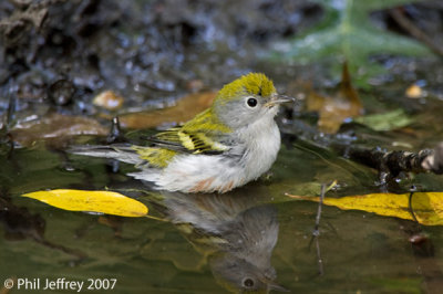 Chestnut-sided Warbler