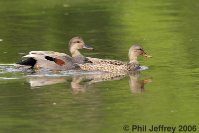 Gadwall