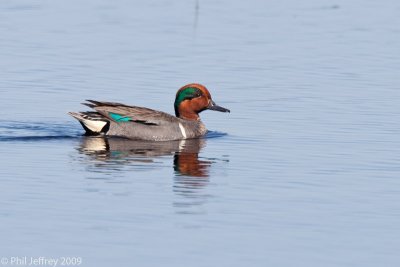 Green-winged Teal