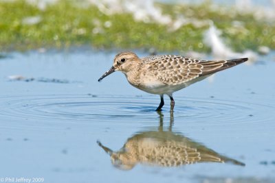 Baird's Sandpiper