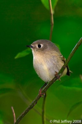 Ruby-crowned Kinglet