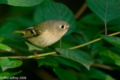 Ruby-crowned Kinglet