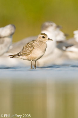 American Golden-Plover