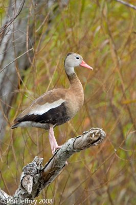 Black-bellied Whistling-Duck