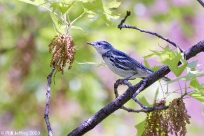 Cerulean Warbler