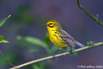Prairie Warbler