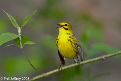 Prairie Warbler