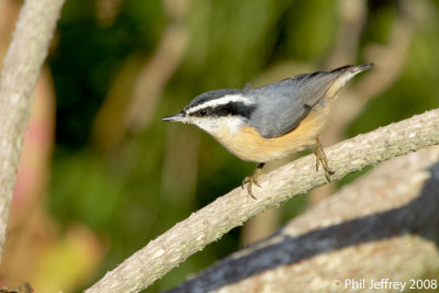 Red-breasted Nuthatch