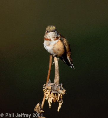 Rufous Hummingbird