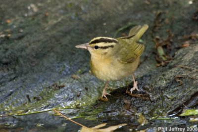 Worm-eating Warbler