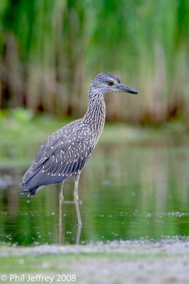 Yellow-crowned Night-Heron
