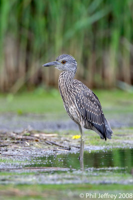 Yellow-crowned Night-Heron