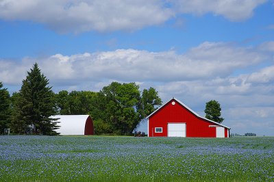 Flax Field & Red Barn