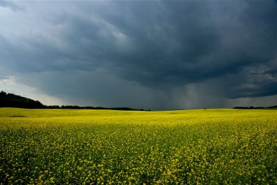 Storm Over Canola