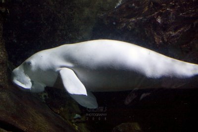 Dugong