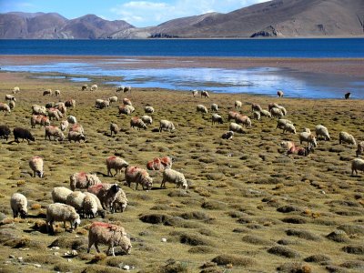 Yamdrok Lake (Yamtso)