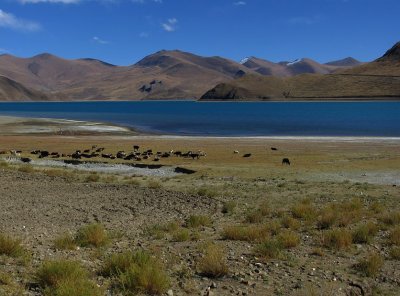 Yamdrok Lake (Yamtso)