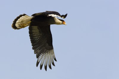caranchovuelo071006.jpg