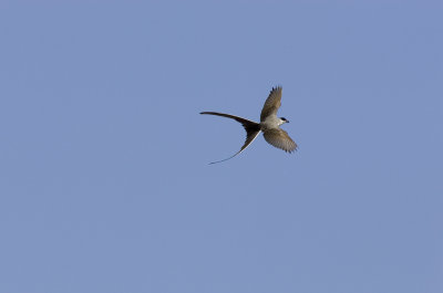 tijereta071006_3.jpg